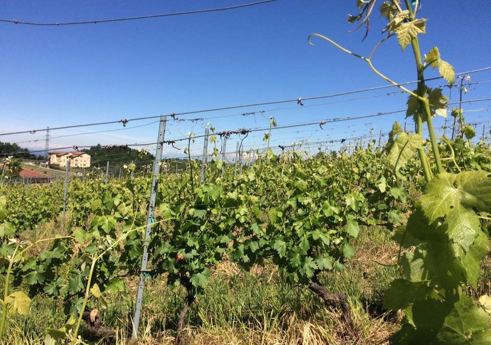 21 febbraio: La Colombera al bancone